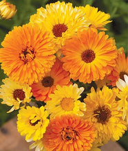 Load image into Gallery viewer, 200 Calendula Pacific Beauty Mix
