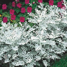 Load image into Gallery viewer, 200 Dusty Miller Silverado Flower Seeds
