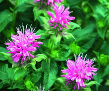 Load image into Gallery viewer, 50 Bee Balm Mixed Color Flower Seeds
