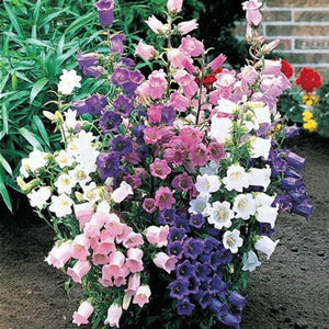 planting canterbury bells seeds 300 Cup and Saucer Bell Flower Seeds – New Hill Farms