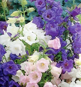 300 Cup and Saucer Bell Flower Seeds