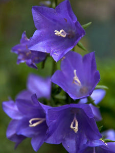 300 Blue Bell Flower Seeds