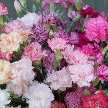 Load image into Gallery viewer, 100 Chaubaud Picotee French Carnation Seeds
