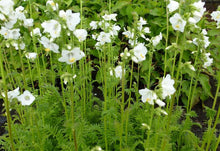 Load image into Gallery viewer, 50 Pearl White Jacobs Ladder Flower Seeds
