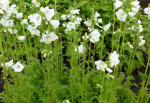 50 Pearl White Jacobs Ladder Flower Seeds