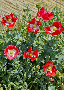 300 Danish Flag Poppy Flower Seeds