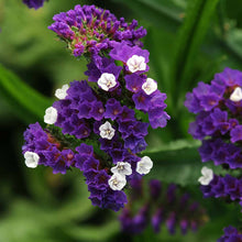 Load image into Gallery viewer, 50 Pacific Purple Statice Flower Seeds

