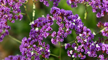Load image into Gallery viewer, 50 Pacific Purple Statice Flower Seeds
