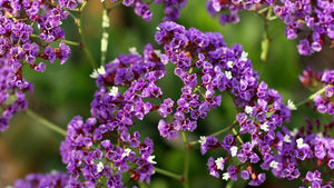 50 Pacific Purple Statice Flower Seeds