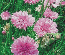 Load image into Gallery viewer, 300 Pink Bachelor Button Seeds
