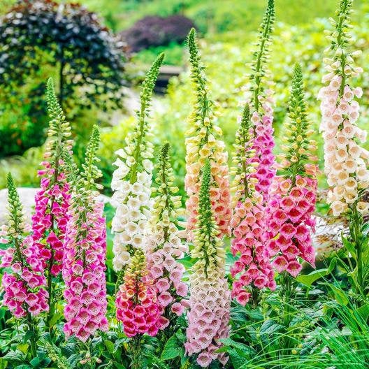 1000 Excelsior Foxglove Flower Seeds