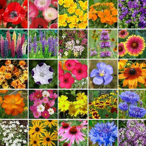 2000+ Southern Flower Seed Mix