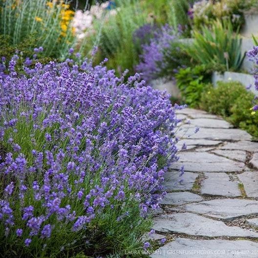 english lavender plant 200 True English Lavender Seeds