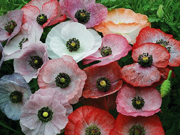 poppy seed flower pictures 100 Mother of Pearl Poppy Flower Seeds – New Hill Farms