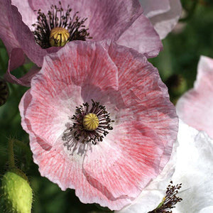 100 Mother of Pearl Poppy Flower Seeds