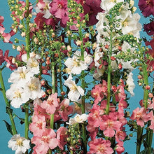 Load image into Gallery viewer, 100 Mixed Color Verbascum Flower Seeds
