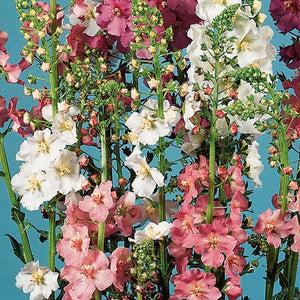 100 Mixed Color Verbascum Flower Seeds