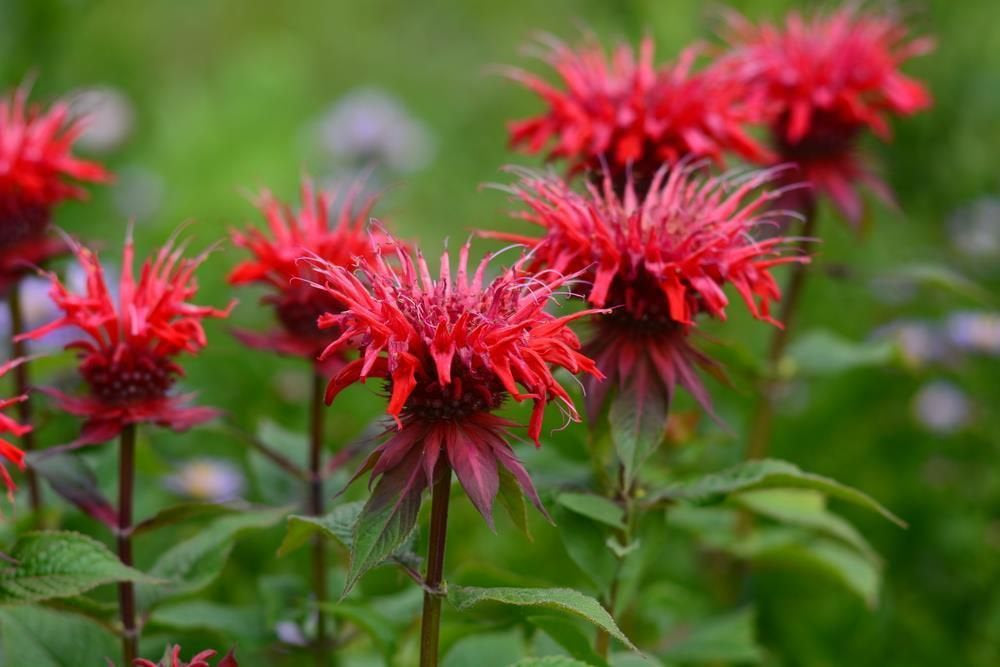 plant bee balm seeds 25 Red Bee Balm Flower Seeds