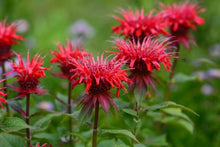 Load image into Gallery viewer, 25 Red Bee Balm Flower Seeds
