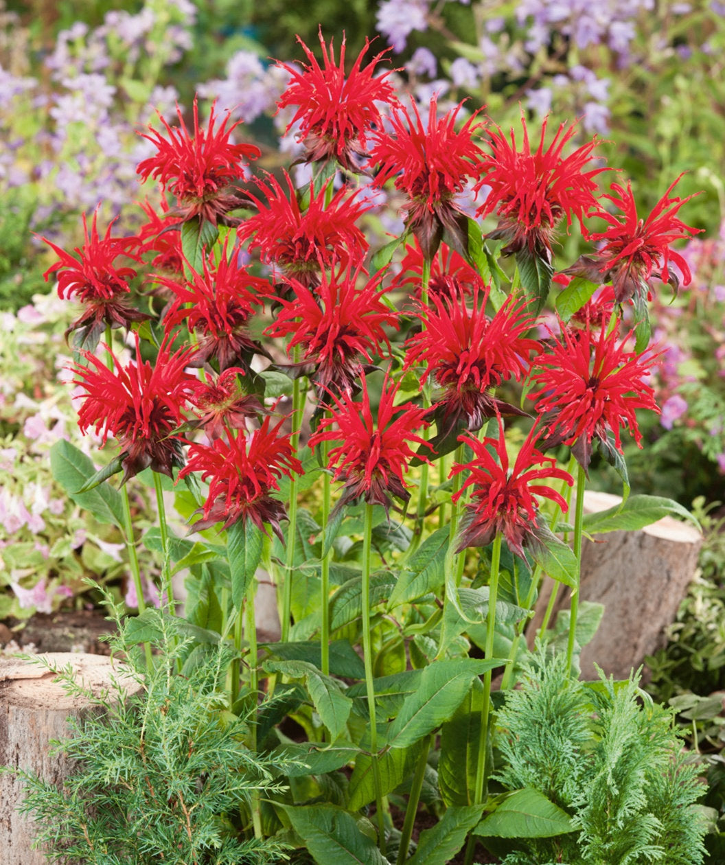 plant bee balm seeds 25 Red Bee Balm Flower Seeds