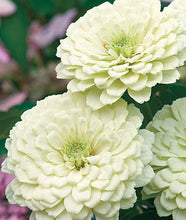 Load image into Gallery viewer, 100 Giant Zinnia &quot;Purity&quot; White Flower Seeds
