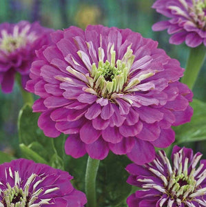 100 Giant Zinnia "Royal Purple" Flower Seeds