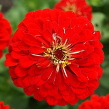 Load image into Gallery viewer, 100 Giant Zinnia &quot;Will Rodgers&quot; Red Flower Seeds
