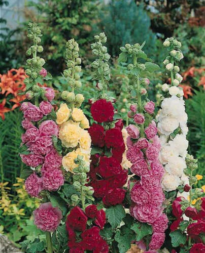 plant hollyhock seeds in august 50 Summer Carnival Hollyhock Flower Seeds