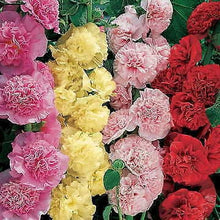 Load image into Gallery viewer, 50 Summer Carnival Hollyhock Flower Seeds
