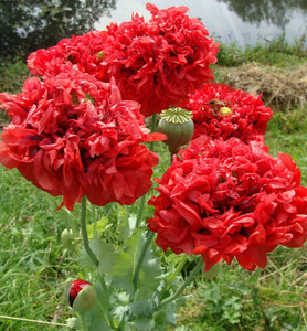500 Red Double Peony Poppy Flower Seeds