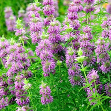 Load image into Gallery viewer, 500+ Lemon Mint Bee Balm Flower Seeds
