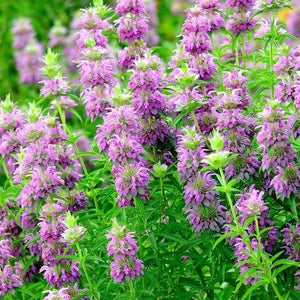 500+ Lemon Mint Bee Balm Flower Seeds