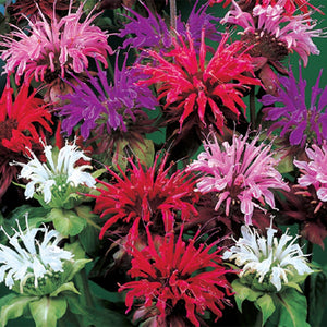 50 Bee Balm Mixed Color Flower Seeds