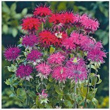 Load image into Gallery viewer, 50 Bee Balm Mixed Color Flower Seeds
