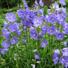 Load image into Gallery viewer, 300 Blue Bell Flower Seeds
