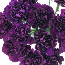 Load image into Gallery viewer, 100 Dark Purple French Carnation Flower Seeds
