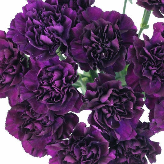 100 Dark Purple French Carnation Flower Seeds – New Hill Farms