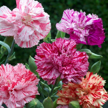 Load image into Gallery viewer, 100 Chaubaud Picotee French Carnation Seeds
