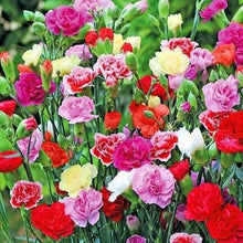 Load image into Gallery viewer, 100 Chaubaud Mix French Carnation Seeds
