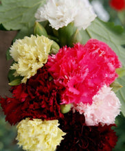 Load image into Gallery viewer, 100 Chaubaud Mix French Carnation Seeds

