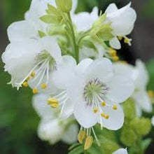 Load image into Gallery viewer, 50 Pearl White Jacobs Ladder Flower Seeds
