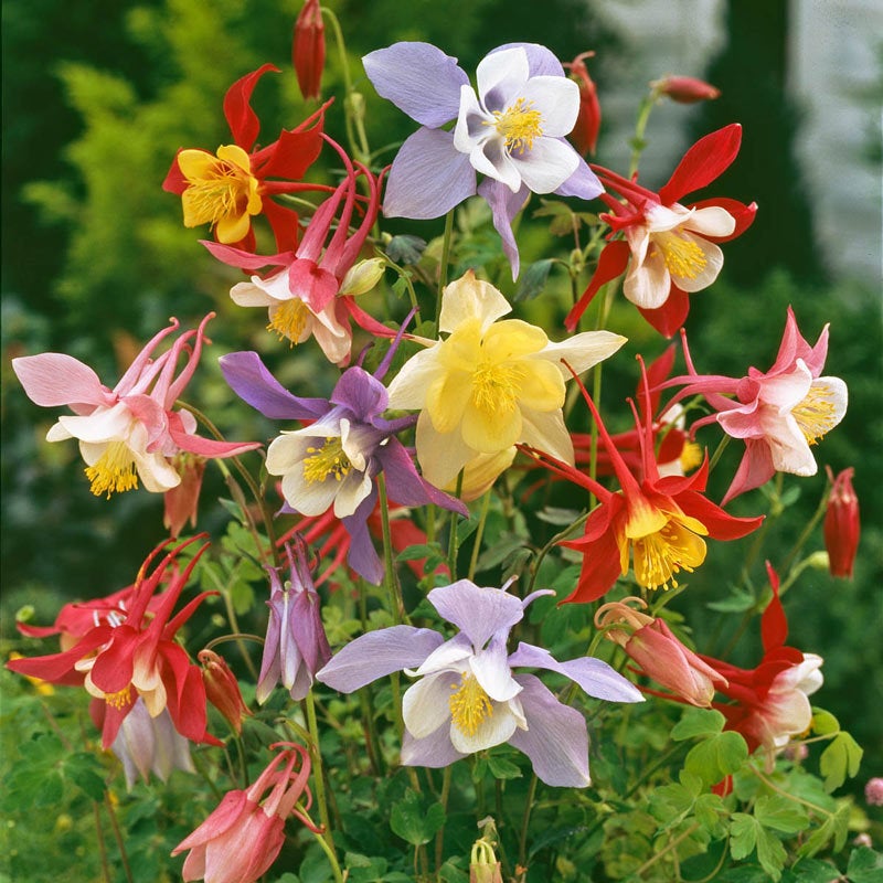 columbine plant seeds 200 McKana Giants Mix Columbine Flower Seeds