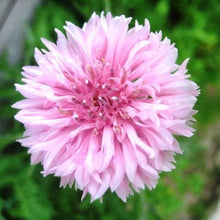 Load image into Gallery viewer, 300 Pink Bachelor Button Seeds
