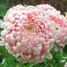 Load image into Gallery viewer, 100 Duchess Peony Apricot Aster Flower Seeds
