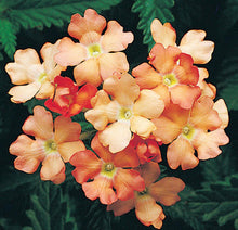 Load image into Gallery viewer, 50 Apricot Verbena Flower Seeds
