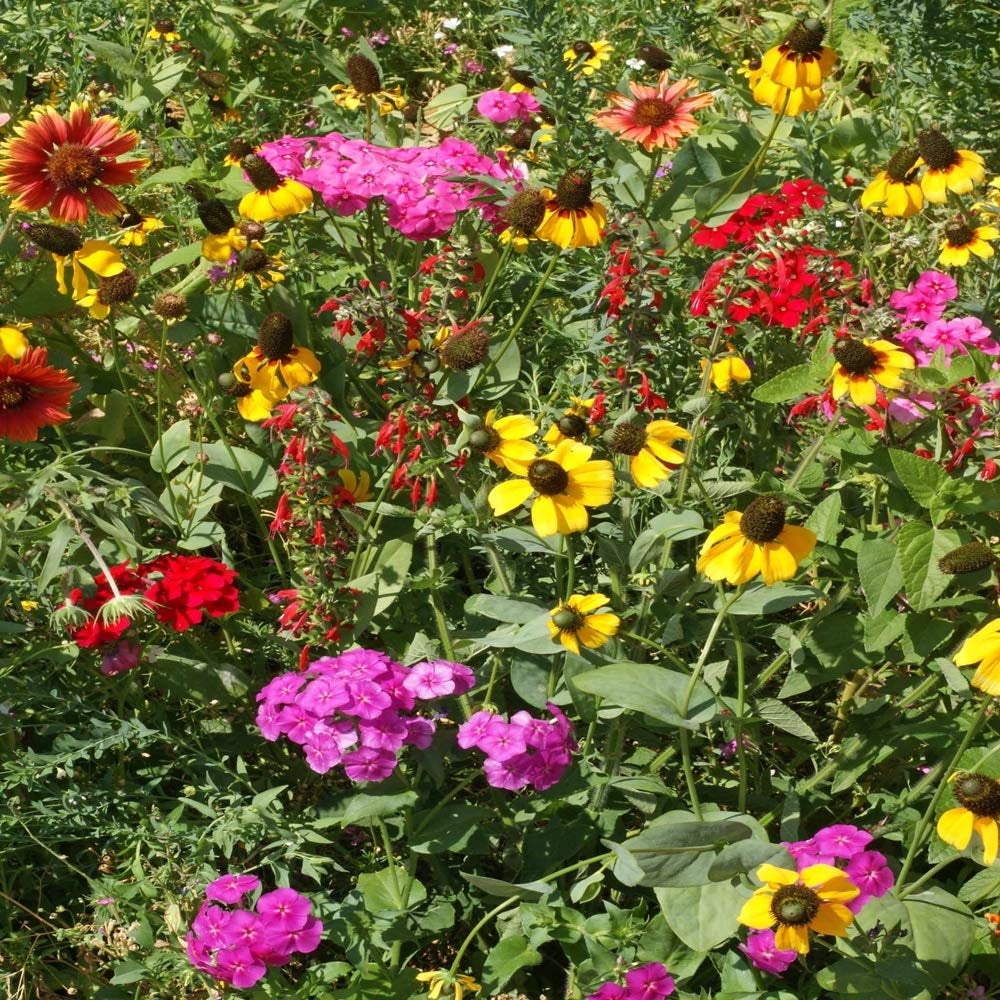 southern states garden seeds 2000+ Southern Flower Seed Mix