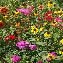 Load image into Gallery viewer, 2000+ Southern Flower Seed Mix

