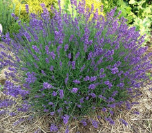 Load image into Gallery viewer, 400+ True English Lavender Seeds
