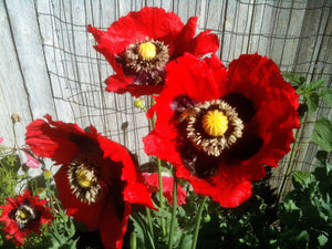 annual poppies flower seeds 300 Pepperbox Poppy Flower Seeds