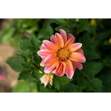 Load image into Gallery viewer, 30 Dahlia Redleaf Flower Seeds
